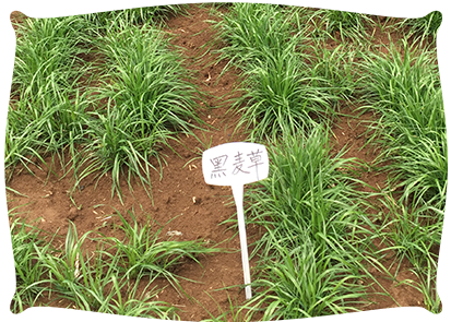植物修復技術(shù)